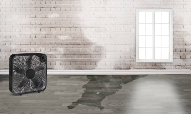 Best Carpet water damage restoration  in Rockvale, TN